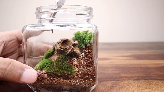 Learn To Make A Mossarium In 90 Seconds (growing Moss In A Terrarium))