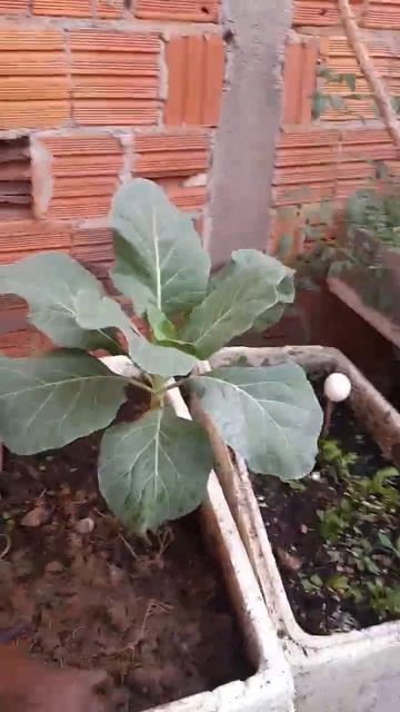 PÉ DE COUVE #diadiarural #mãe #plantação #trabalho #viral смотреть онлайн