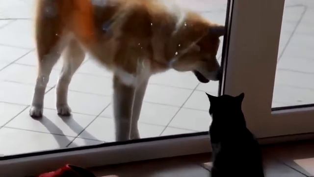 Смешные кошки приколы про кошек и котов 2017 Funny cats and animals смотреть онлайн