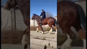 Цыганские лошади романэ граня  город 🇰🇬 лошади ромычек🖤