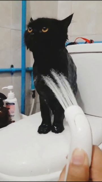 Baby black Panther taking a bath! ♡ смотреть онлайн