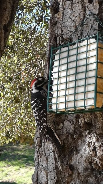 Nuttall's Woodpecker🐦Afternoon Suet Peck #nuttallswoodpecker смотреть онлайн