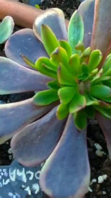 DECAPITAR AEONIUM POR BELISCÃO 🤏🏻🍀🇵🇹 смотреть онлайн