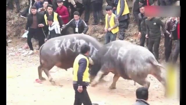 Intense Asian Raw Bullfighting Scene EP7 смотреть онлайн