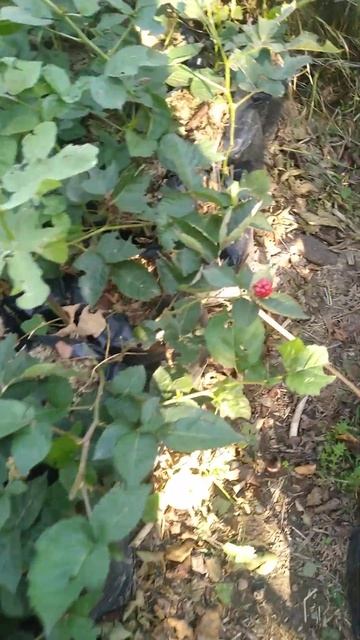 ежевика блек джем первый год ягода мелкая. сентябрь 23г смотреть онлайн