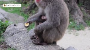 赤ちゃん猿が挑む！芋の争奪戦で見せた意外な行動とは？【感動の瞬間】 / monpai monyet 小猿 子ザル 高崎山自然動物園 モンキー SNOW MONKEY