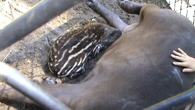 Этот тапирчик просто прекрасен! смотреть онлайн