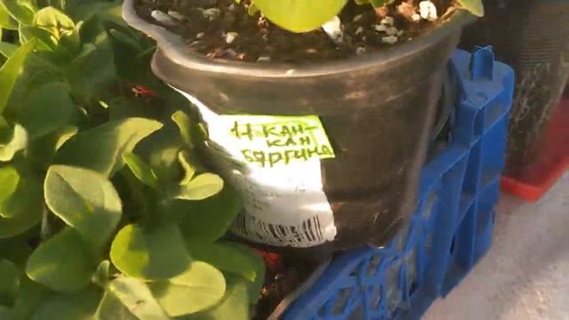 Обзор сортов: чем удивили петунии в конце мая? смотреть онлайн