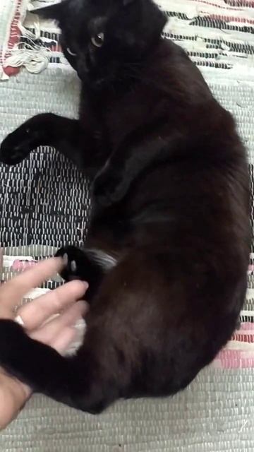 сейчас будет мега кусь #клякса #чернаякошка #котики #shots #чернаяпантера #милота смотреть онлайн