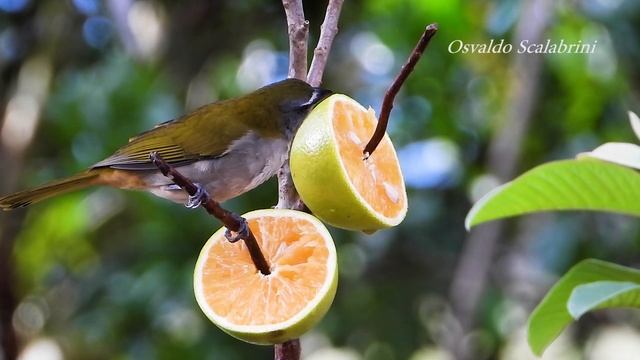 TEMPERA-VIOLA canto (SALTATOR MAXIMUS), BUFF-THROATED SALTATOR, TRINCA-FERRO, Frutos do quintal. смотреть онлайн