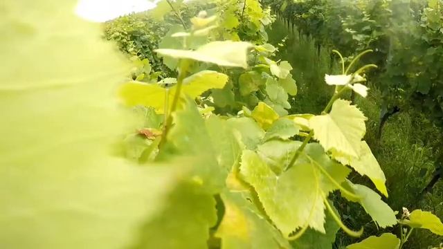 Laubschnitt Mit Einem ERO Profi-Line Laubschneider