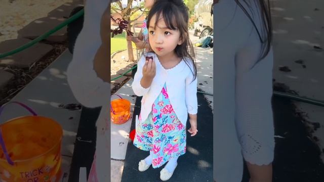 Hollywood Plum Tree # Cherry Plum Tree In USA!How to pick plum and taste testing by Bella & Ella !! смотреть онлайн