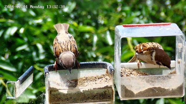 Воробьи в кормушке - обед