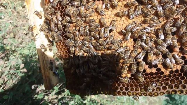 Бакфаст Ф1 с Виппра матка уже в семье. Часть вторая. 9.9. 2019 смотреть онлайн