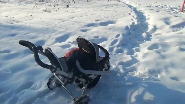 погуляли...и домой) ( яванские макаки Семён и Маруся) смотреть онлайн