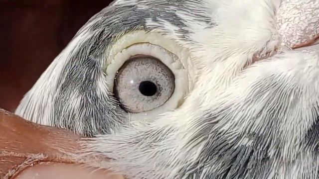 LAL CHEENI AND KAIRA CHEENI GOOD QUALITY BIRD TUMBLER GERABAZE PIGEONS 9738551341 смотреть онлайн