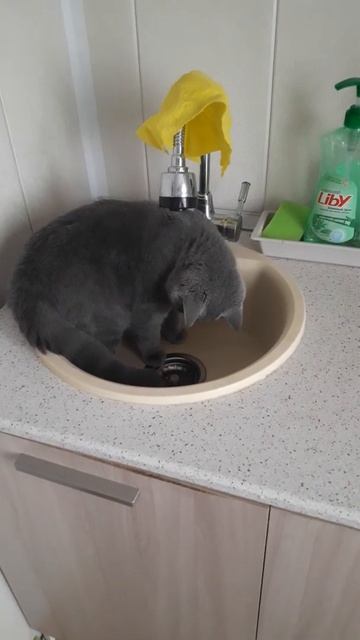 Британские кошки любят воду. Особенно раковины)