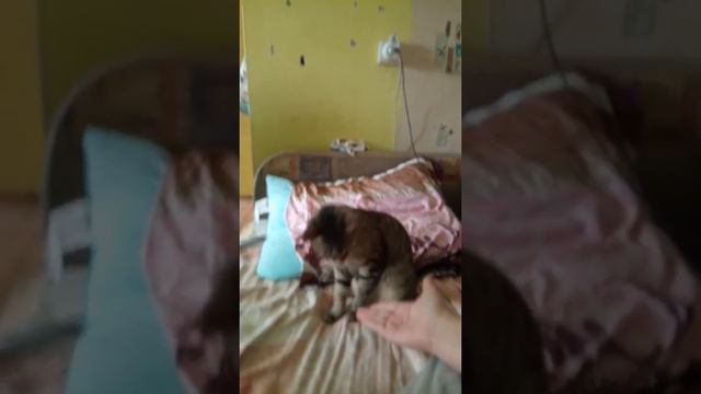 Кошка сошла с ума смотреть онлайн