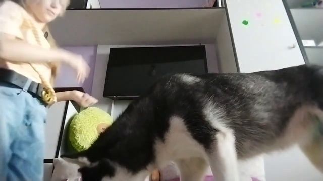 какие команды знает моя собака Зара 🐶 смотреть онлайн