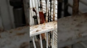 Клетка для ловли куниц и ласки.