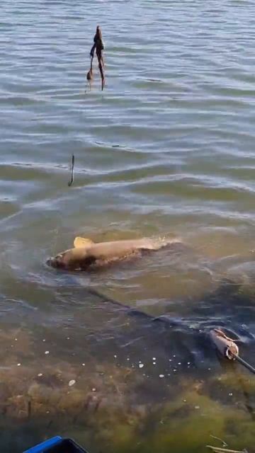 #carpfishing #карп #рыбалка #карповый #баунти #кораблики #fishing смотреть онлайн