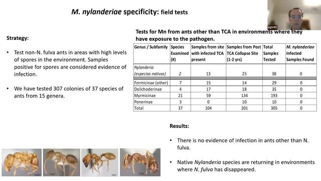 Tawny Crazy Ants And Their Microsporidian Pathogen: Biology, Ecology And Sustainable Control
