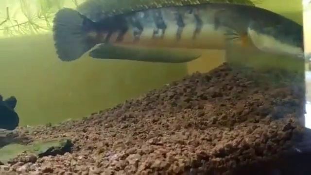 CANNA MARU RED SENTARUM# смотреть онлайн