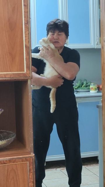 #рекомендации #кот смотреть онлайн