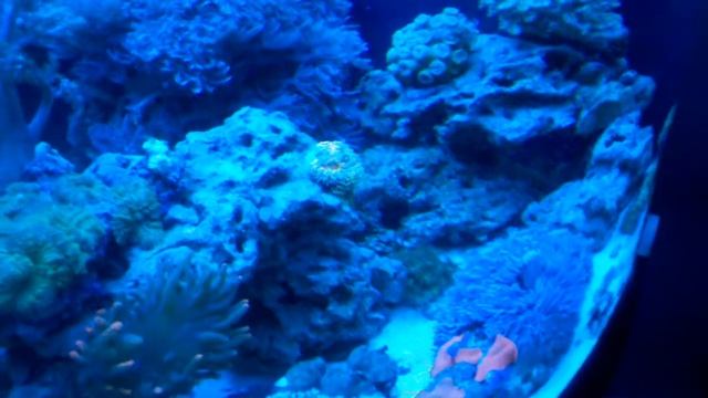 Purple and White Face Tangs in Saltwater Aquarium смотреть онлайн