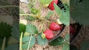 клубника Великобритания