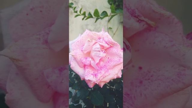 Rose 🌹gallery. Here you can see various types of beautiful, glorious and wonderful roses🌹💐🌹. смотреть онлайн