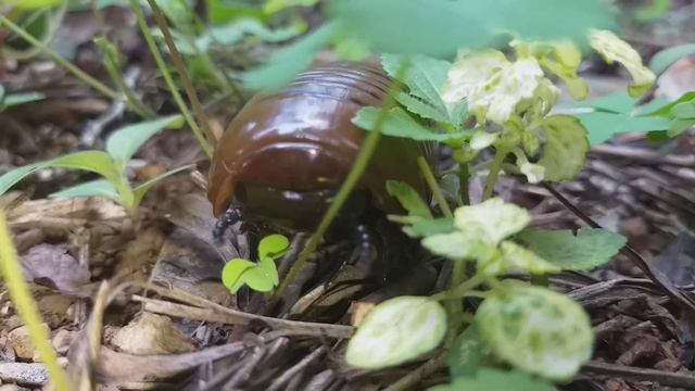 Gange Hulu /Sphaerotheriida/ Giant Pill Millipedes/