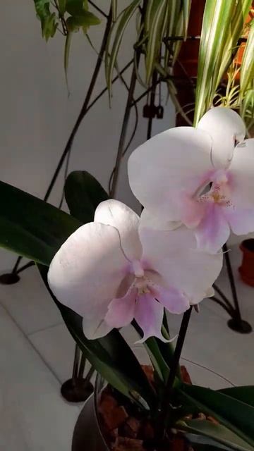 Бомбический Биг Лип🤩🤩🤩 Phal. Big Lip Pastello Kiss смотреть онлайн