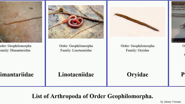 List of Arthropoda of Order Geophilomorpha. subterranea Arrup Geophilus Vinaphilus Moonrise hadesi смотреть онлайн