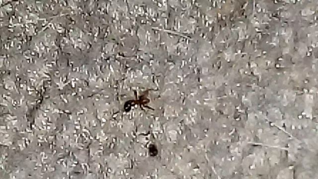 Ant with no head still a life смотреть онлайн