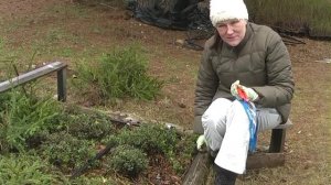 Как правильно размножать бруснику