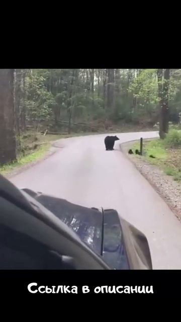 смешные видео про животных - кошки 2021  Funny Cats 2020 #shorts