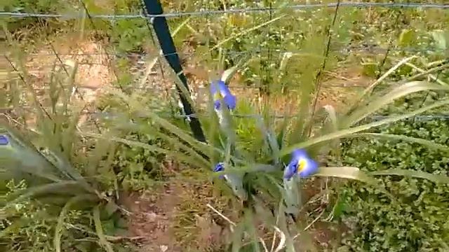 Iris germanical.plante vivaces🌴🌵🌻 смотреть онлайн