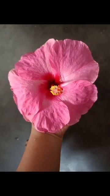 My all hibiscus 🌺 collection|#ytshorts #youtubeshorts#trending#mygarden#naturelovers #organic смотреть онлайн