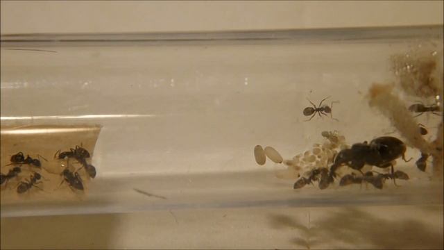 Lasius niger - 01 - Introduction смотреть онлайн