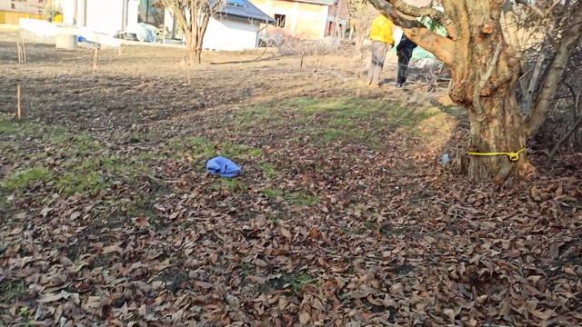 Вековна Мушмула, ашладисана на вековен Глог. :) смотреть онлайн