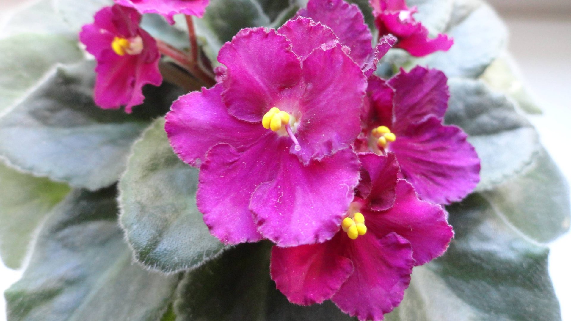 Фиалка Оптимара смотреть онлайн