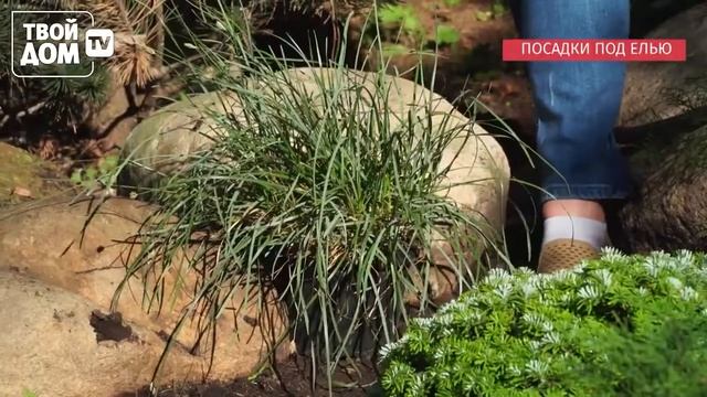 Посадка растений под елью смотреть онлайн