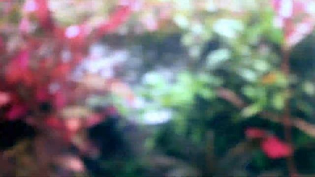 Why Rotala Rotundifolia Is One Of The Best Plants! смотреть онлайн