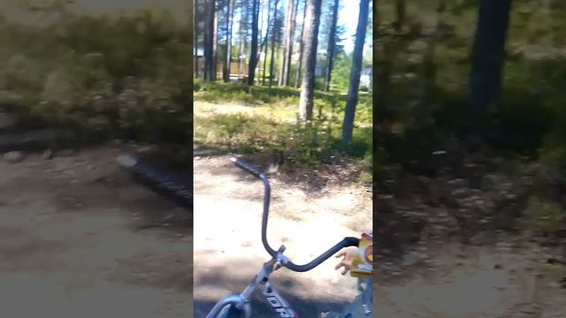 Красоты леса в Пяозерском. смотреть онлайн