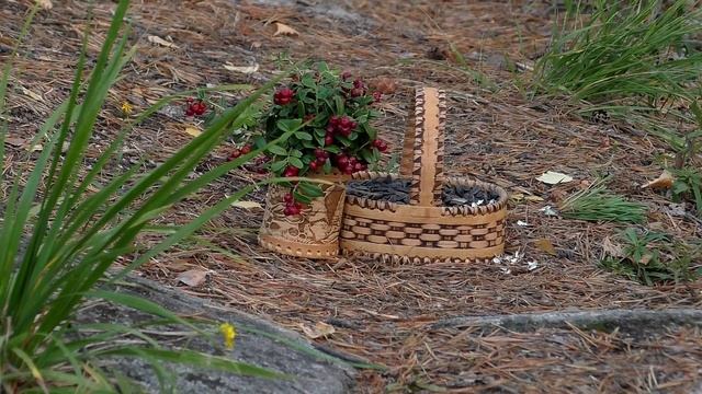 Маленький Лесной Житель ! смотреть онлайн