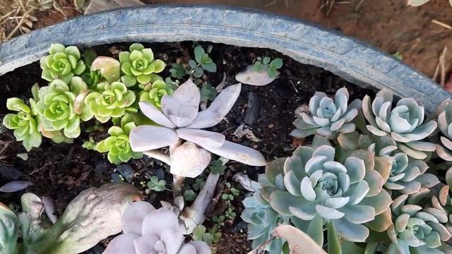 ARRANJOS com SUCULENTAS / VASO SANITÁRIO na Roça смотреть онлайн