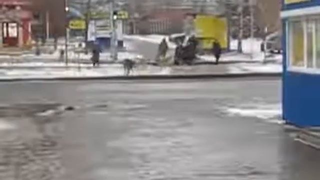 Бродячие собаки облаивают людей в Тольятти на переходе у 'Новинки' смотреть онлайн