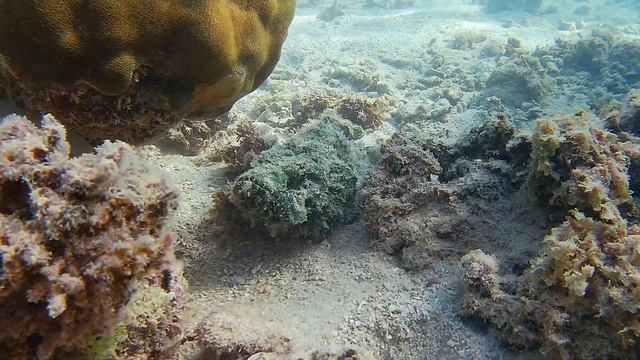 Scorpionfish 07.06.2023 смотреть онлайн