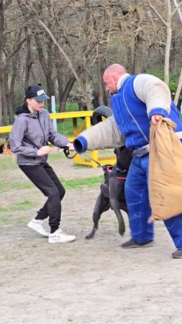 📣Real protector‼️ #STRAZHODESSA Training Cane Corso Groenendael Odessa 2024